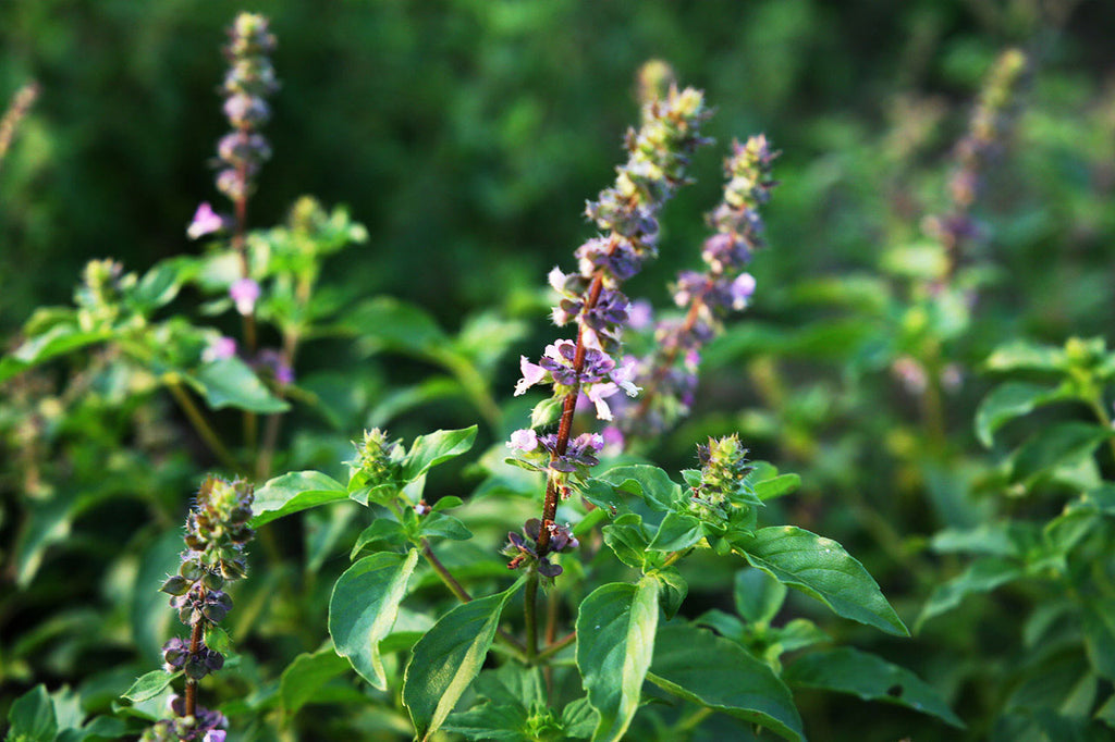 Tulsi and THE ONE SERUM